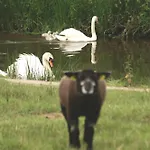 Отель Vakantie Meerlo